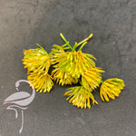 Plastic stamens yellow - 30mm x 10 pieces